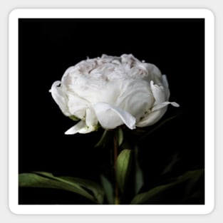 Peony innocence Sticker